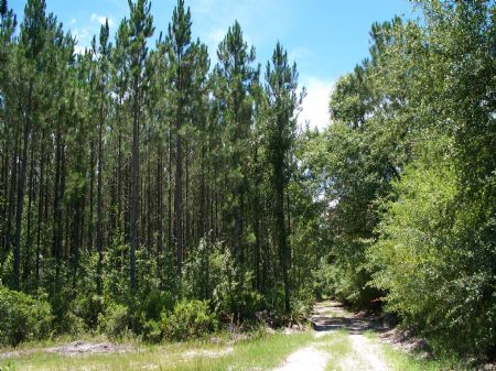 180 Acres Near Hilliard : Hilliard : Alachua County : Florida