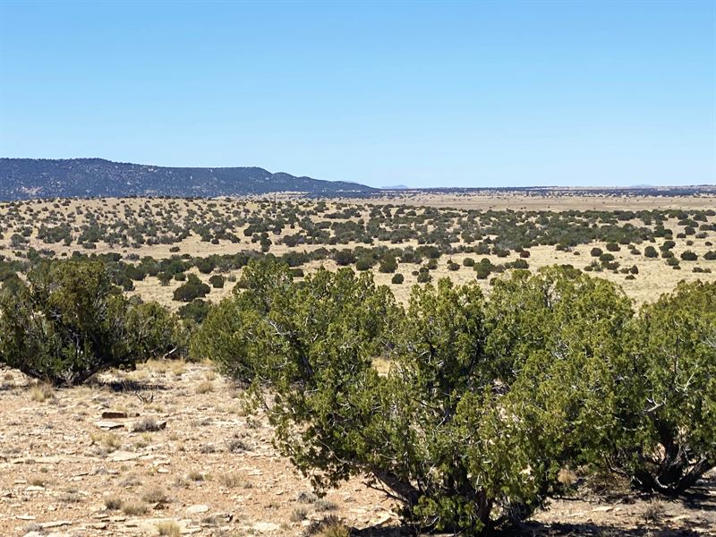Ultimate Seclusion on 37 Acre Ranch : Saint Johns : Apache County : Arizona