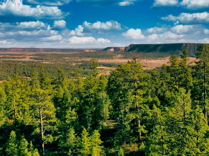 20 Acres Bordering National Forest : Ramah : Cibola County : New Mexico