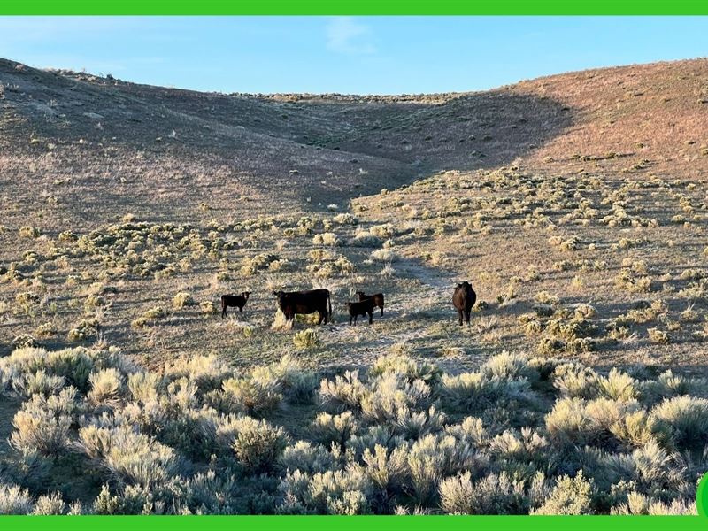 20 Acre Parcel in Elko County, NV : Deeth : Elko County : Nevada