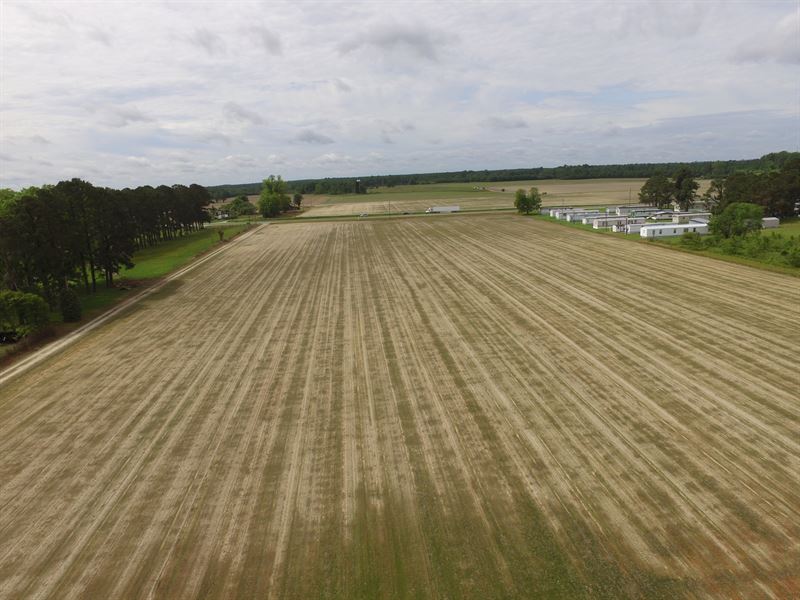 Great 230 Ac Farm in Martin County : Jamesville : Martin County : North Carolina