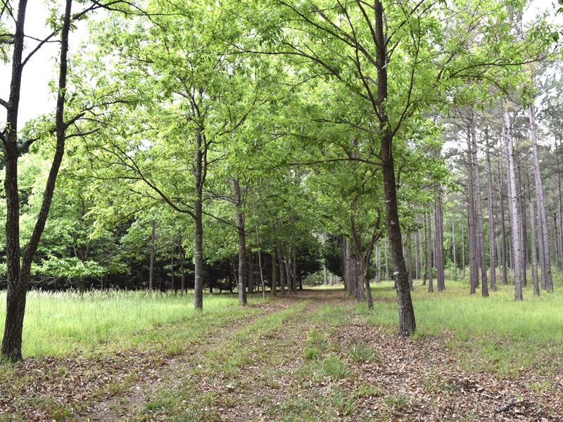 Twin Creeks Farm : Warm Springs : Meriwether County : Georgia