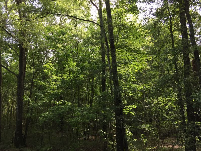 Beautiful Timberland Tract : Reeves : Allen Parish : Louisiana