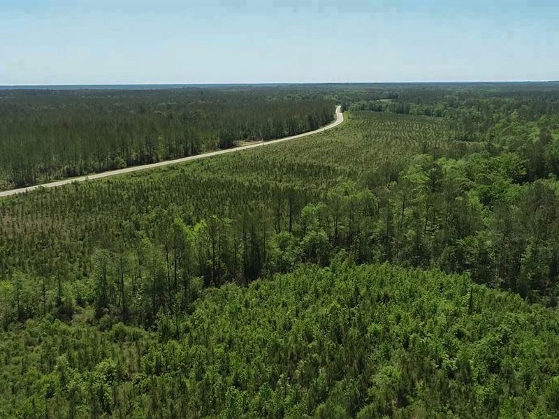 368 Acres FM 2991 Burkeville, Texas : Burkeville : Newton County : Texas