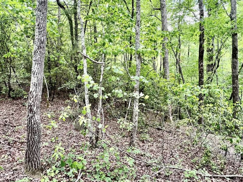 16.52 Acre Lot for Sale, $199,000 : Lumpkin : Lumpkin County : Georgia