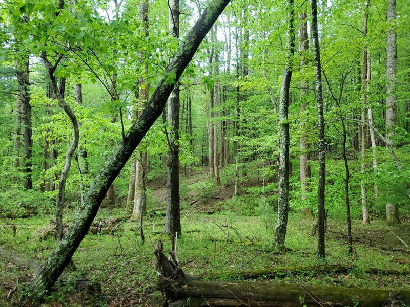 Beautiful Acreage, Lost Mountain 3 : Roanoke : Roanoke County : Virginia