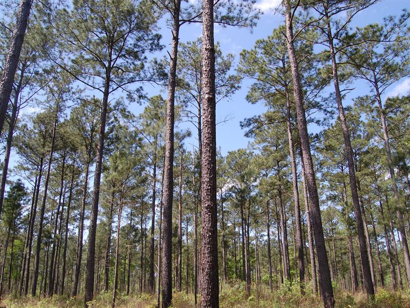 Bear Branch Forest : Edison : Calhoun County : Georgia