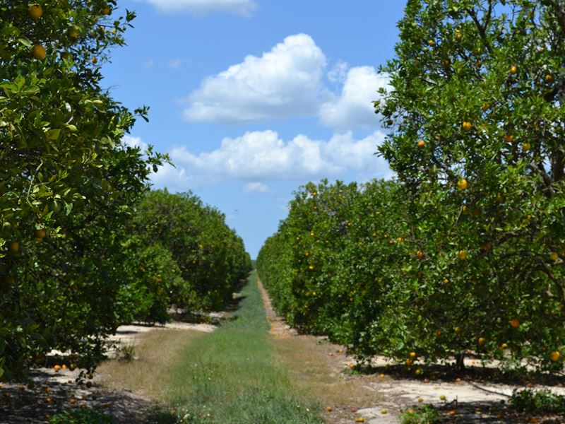 Hartt Grove, Farm for Sale in Florida, 320476 FARMFLIP