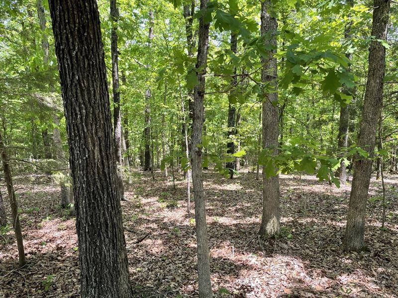 20 Acres, Mature Timber, Evening : Evening Shade : Sharp County : Arkansas