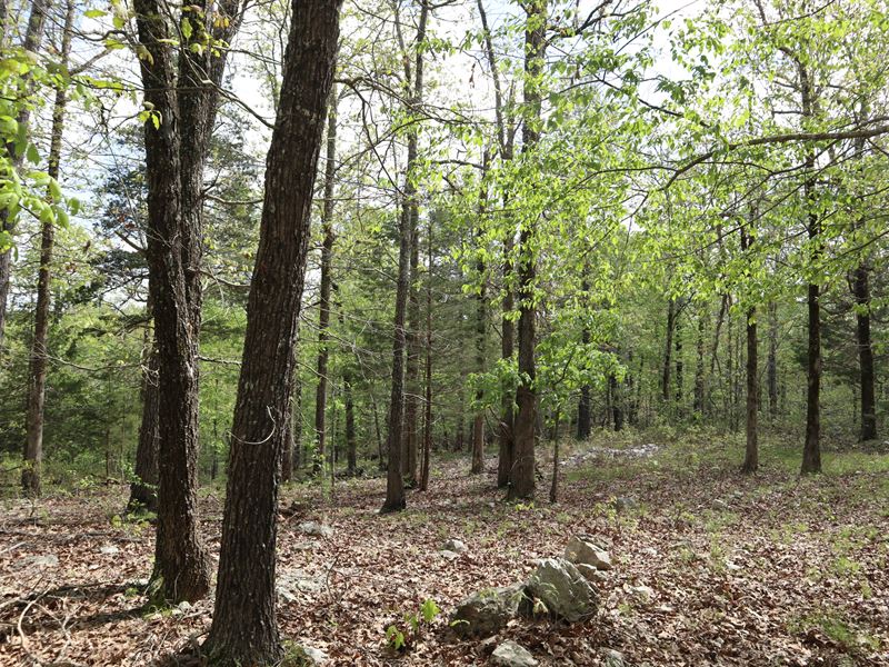 Ozarks Wooded Property for Sale : Sturkie : Fulton County : Arkansas
