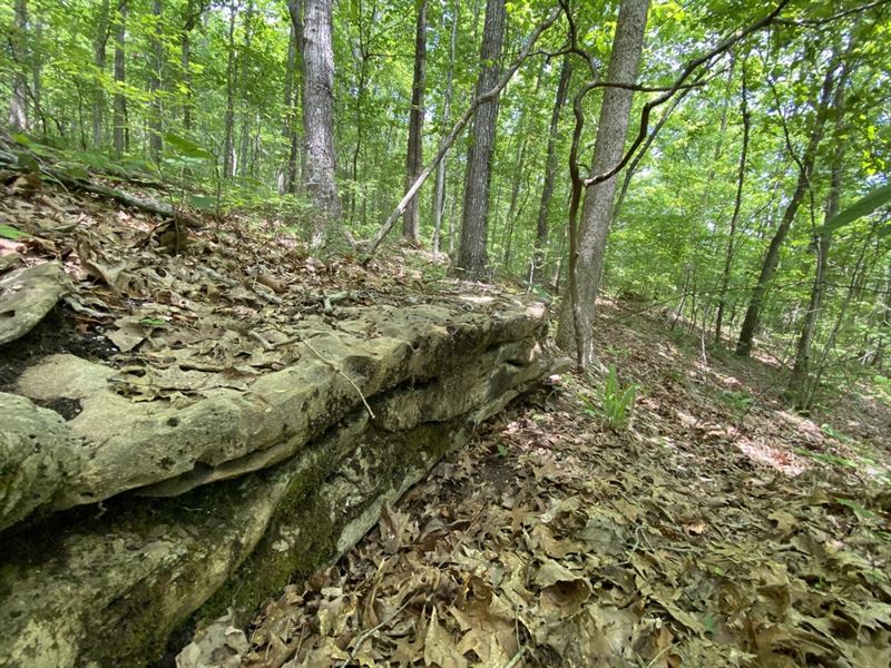 Freedom Hills 10 Acres : Russellville : Colbert County : Alabama