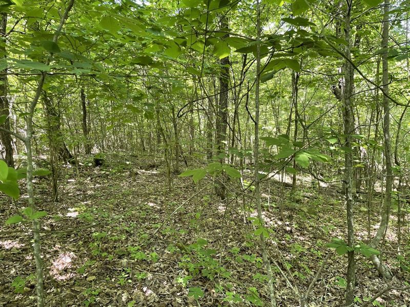 5 Acres, Has Road Frontage, Ston : Mountain View : Stone County : Arkansas