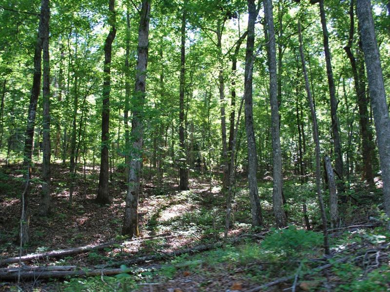 658 Acres Clay Co Alabama : Goodwater : Clay County : Alabama