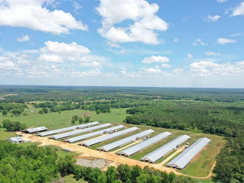 31 Acres in Repton, AL : Repton : Conecuh County : Alabama