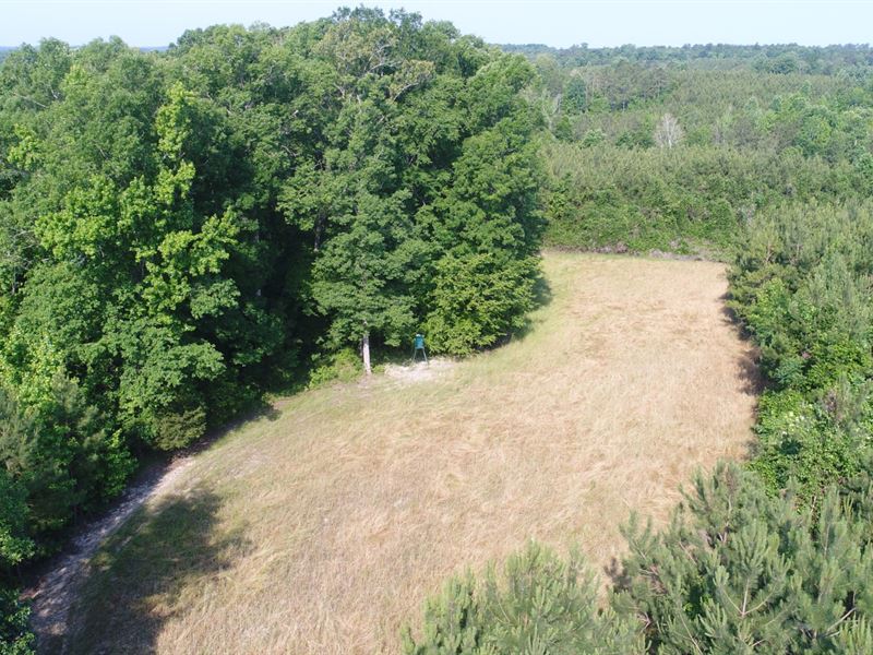 111 Acres Butler County : Forest Home : Butler County : Alabama