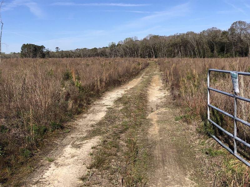 Marvis Chapman Road Tract : Ideal : Macon County : Georgia