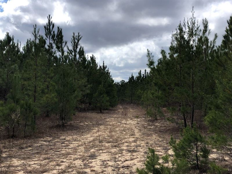 Gibb Road Tract : Mauk : Taylor County : Georgia