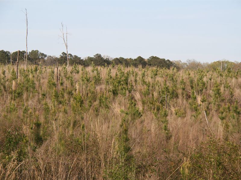 Allmon Road Tract : Butler : Taylor County : Georgia