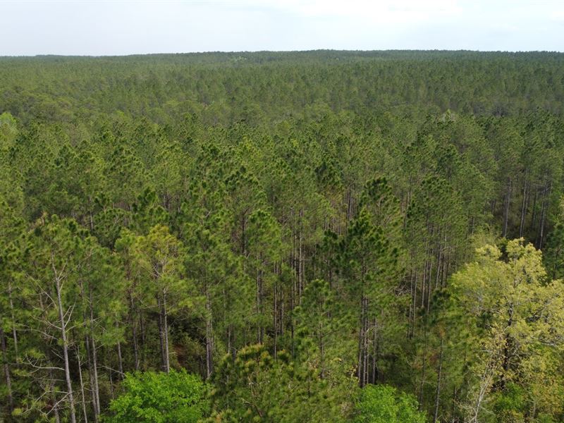 Crestview Tract : Crestview : Walton County : Florida