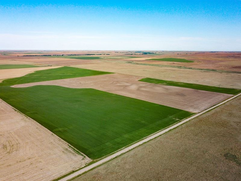 Ness County Cropland : Ness City : Ness County : Kansas
