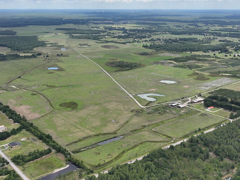 Polk County Ranch & Blueberry Farm : Polk City : Polk County : Florida