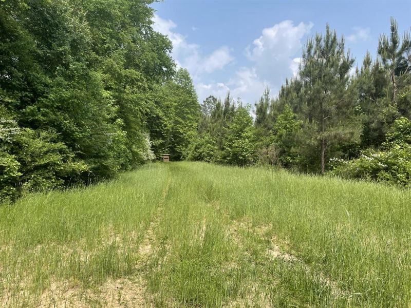 Holloway Road Hunting & Timber : Detroit : Marion County : Alabama