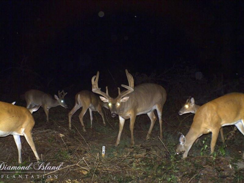 205 Acres Deer/Duck Hunting Propert : Tallulah : Madison Parish : Louisiana
