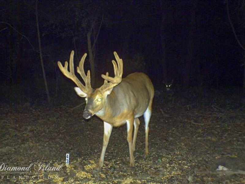 130 Acres Deer/Duck Hunting Propert : Tallulah : Madison Parish : Louisiana