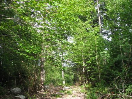 Grand Falls Acreage : Grandfalls : Penobscot County : Maine