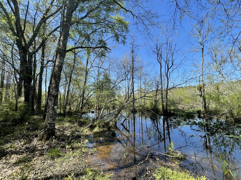 121 Ac on Callaway Creek, Elmore : Elmore : Elmore County : Alabama