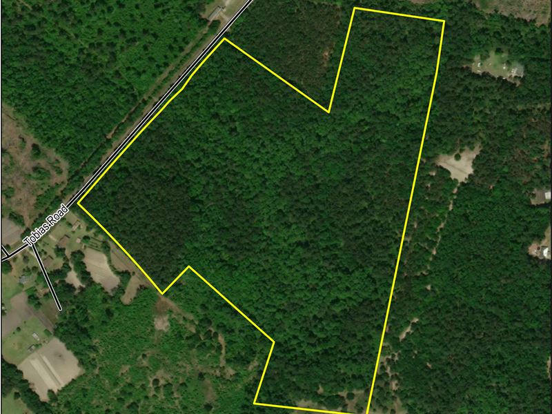 Tobias Road Timber Tract : Manning : Clarendon County : South Carolina