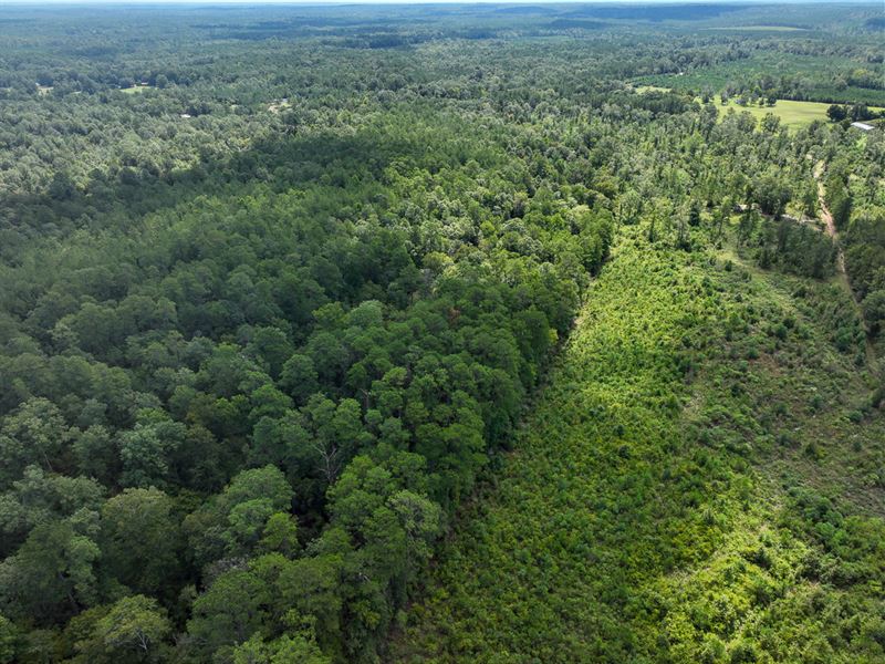 50 Acres, FM 1415 : Burkeville : Newton County : Texas