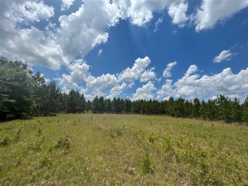Fully Wooded Hunting Property : Americus : Sumter County : Georgia