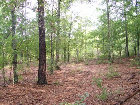 Marlin Tract : Sylvester : Worth County : Georgia
