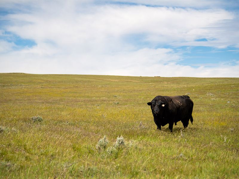 Flory Sullivan Ranch : Powder River : Natrona County : Wyoming