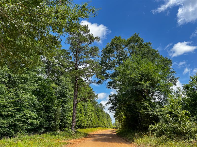 12 Acres, T-4 Kelley Road : Livingston : Polk County : Texas