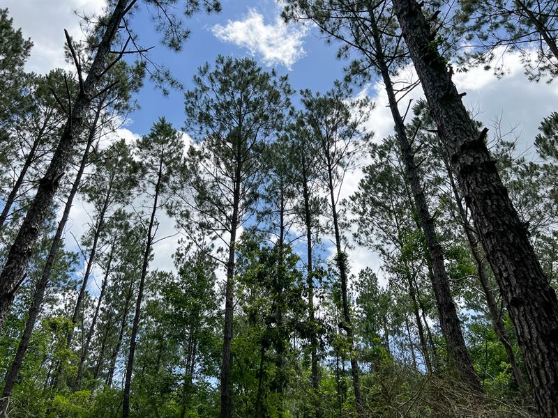 13 Acres, T-5 Kelley Road : Livingston : Polk County : Texas