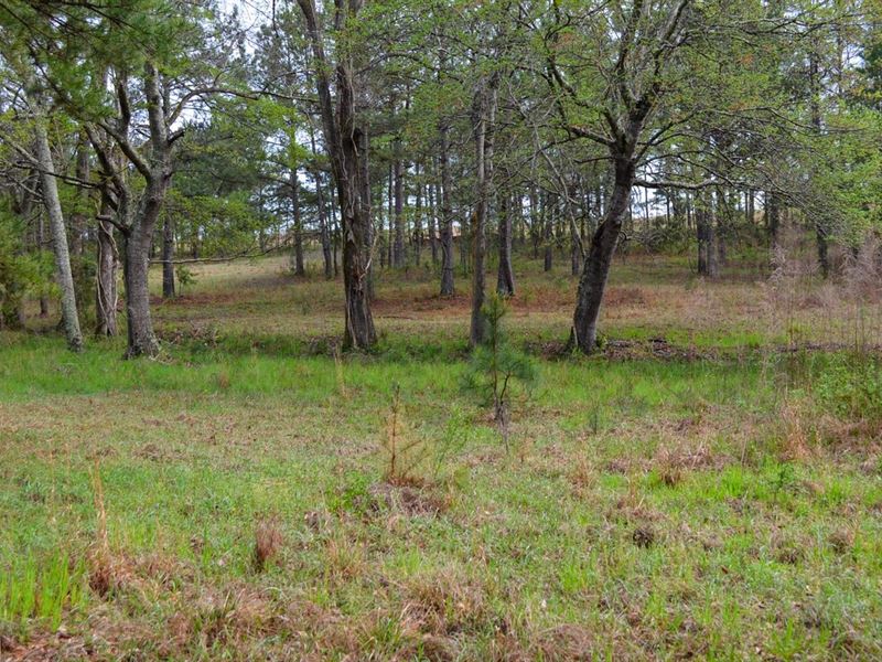 The Perfect Hunting Getaway : Midway : Bullock County : Alabama
