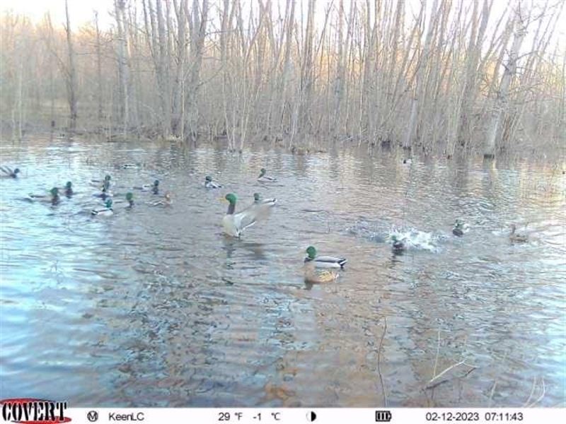 465 Acres Duck/Deer Near Big LA : Lake City : Craighead County : Arkansas