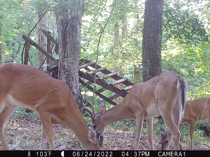 Panther Creek Road : Georgiana : Butler County : Alabama