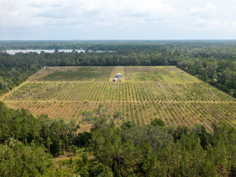 Former Organic Blueberry Farm : Hawthorne : Alachua County : Florida