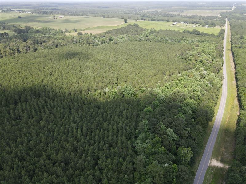 77 Acres County Rd 4 : Wing : Covington County : Alabama