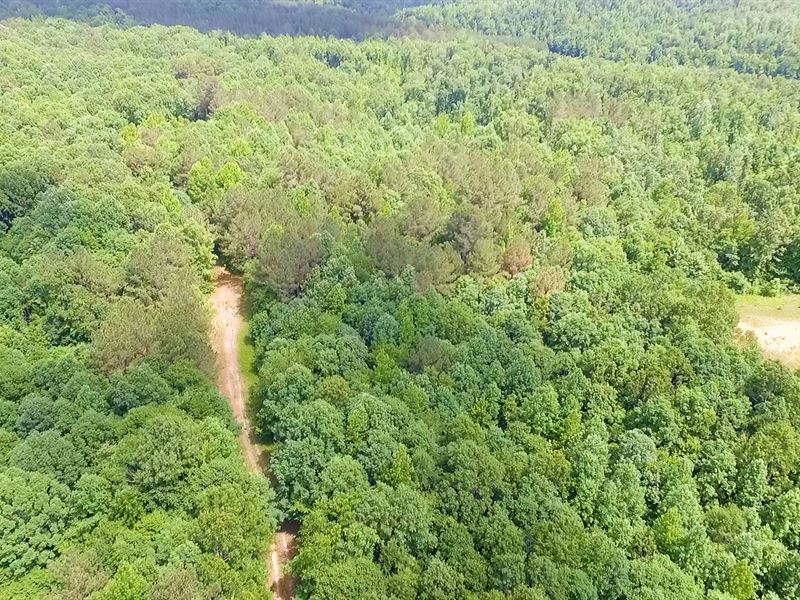284+/- Acres, Lee Creek Tract : Hornsby : Hardeman County : Tennessee