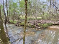 Wolf Creek Road, 34 Acres : Pell City : Saint Clair County : Alabama