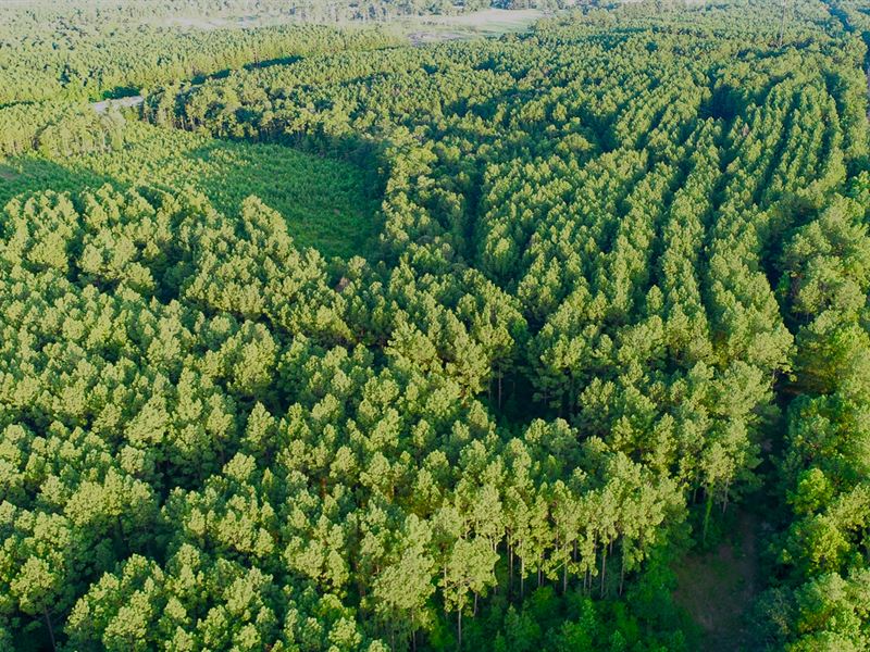 10 Acres, T-14A Hickman Rd : Corrigan : Polk County : Texas