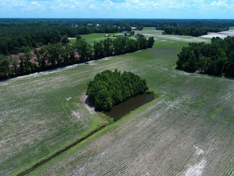 Beautiful Farm in Robeson County : Fairmont : Robeson County : North Carolina