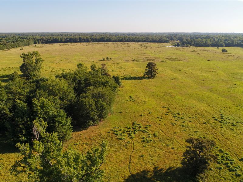 561 Acres of Pasture & Timber : Bogata : Red River County : Texas
