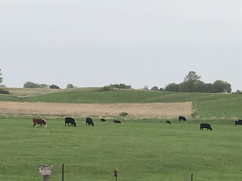 Cattle Farm, Pasture and Cropland, Farm for Sale in Iowa, 326142