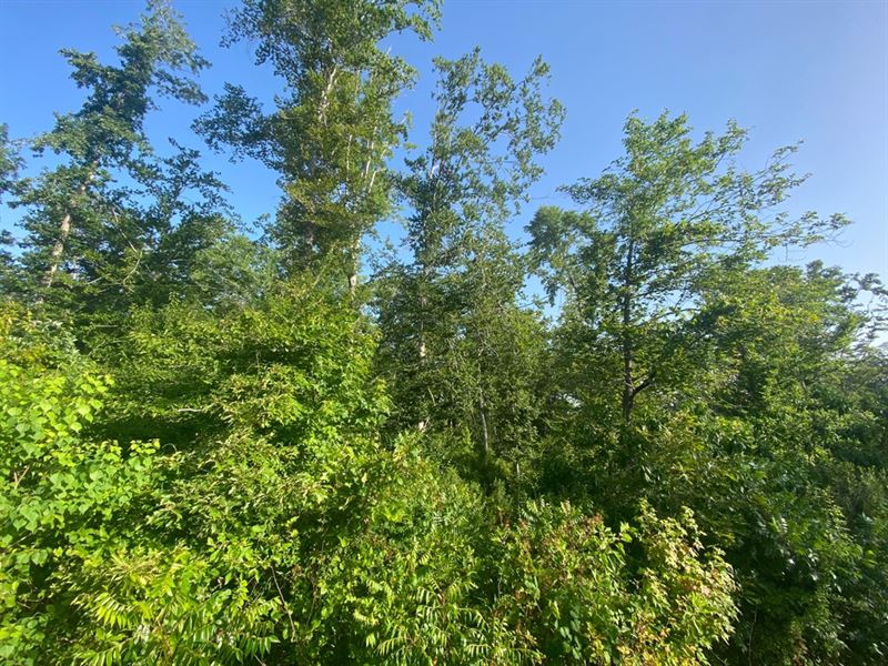 La, Caldwell 240 Acres : Grayson : Caldwell Parish : Louisiana