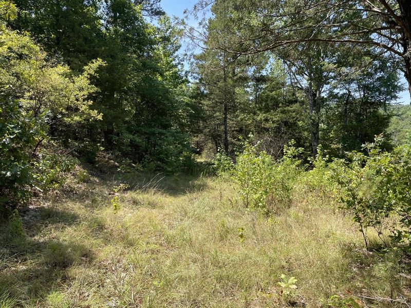 Potential Hunting Land/Home Buildi : Mountain View : Stone County : Arkansas